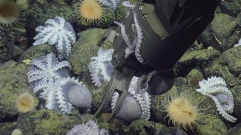 Media type: image;   Invertebrate Zoology 153105 Description: live specimen;